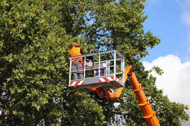 Best Tree Maintenance Programs  in Hollymead, VA